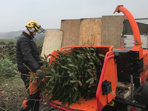 Recycling Christmas Trees