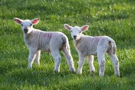 Christmas Nativety lambs